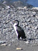 Albums/20060200-New Zealand 2006/20060318-Kaikiura/88